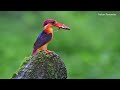 Oriental Dwarf Kingfisher with a frog kill. in Slo-mo video.