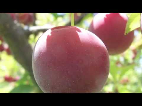 Video: Informasi Plum Jepang - Cara Menanam Plum Satsuma