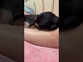 ママの膝枕で甘える犬【チワックス/ミニチュアダックスフンド】#shorts