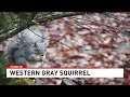 News10 12162019 1720  western gray squirrel