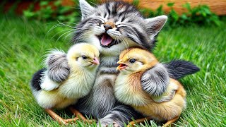 The kitten is recovering from a serious illness and playing with the chicks in the green meadow!