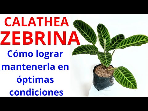 Video: Calathea Zebra Plant Care: consejos para cultivar plantas de cebra en interiores