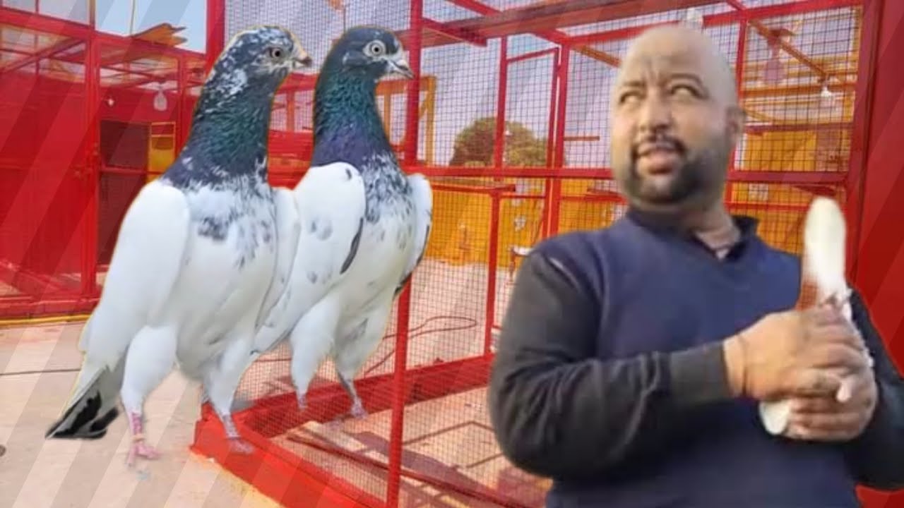 Ustad Rzwan ustad Rizwan Khan of Sialkot ki chat se breeder pigeons - YouTube