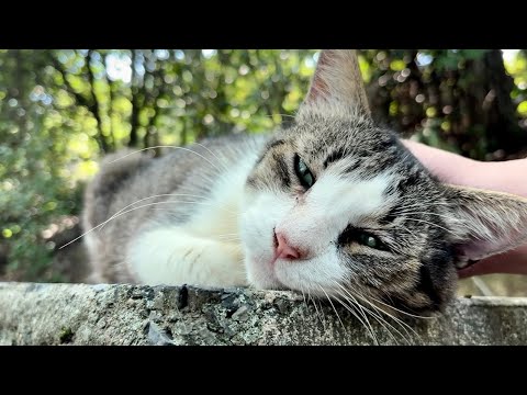 全身で人懐っこく追っかけ甘えてくれるキジ白猫ちゃん超かわいい