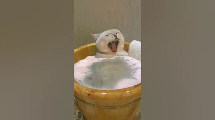 cute cat bathing#cute #cat #funny #shorts