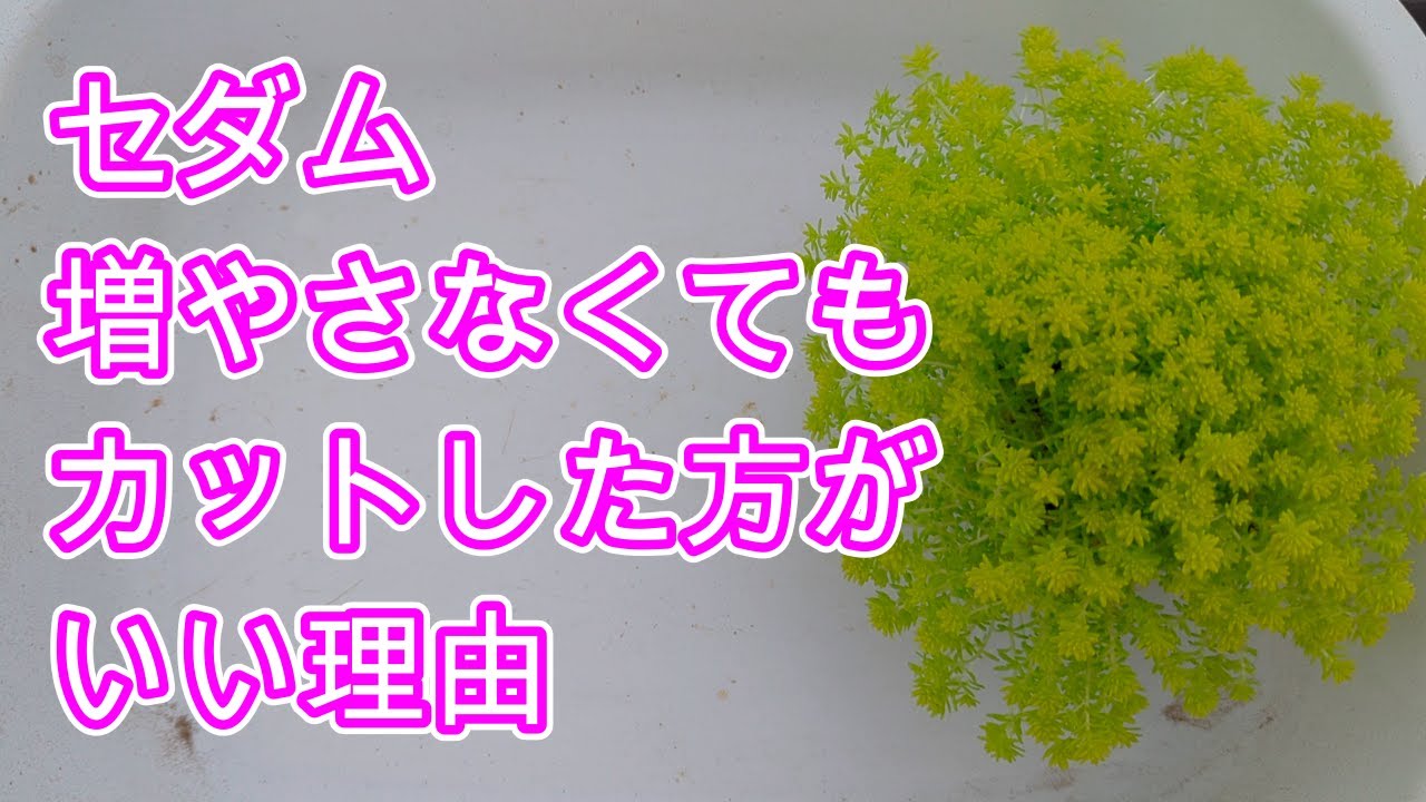 多肉植物】【セダム】カットする理由は増やすためだけじゃない。大切な 