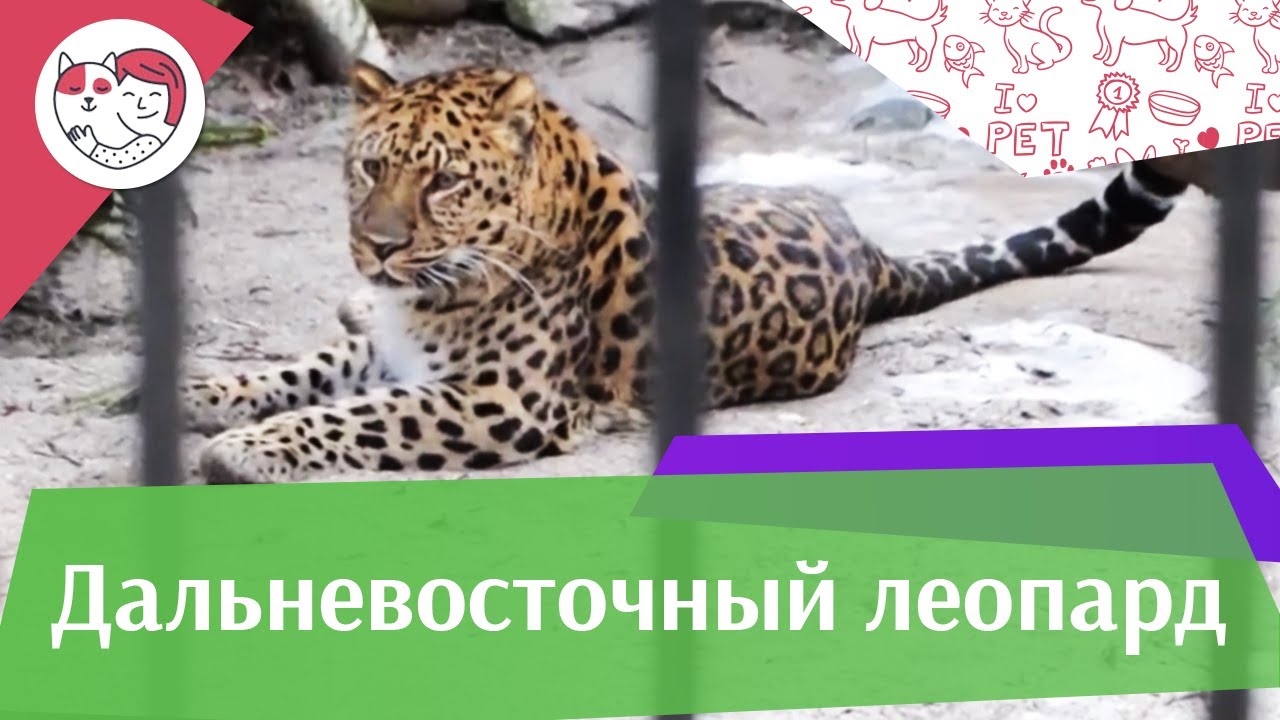 питомцы кукол лол Дальневосточный леопард на ilikepet
