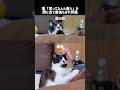 遊ぶ前の期待値高い顔と最後の顔が違い過ぎてもはや別猫#ハチワレ #ばんくん #shorts