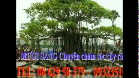 :0932351048.]] nhận cắt, tỉa, chăm sóc cây cảnh quận gò vấp.tphcm