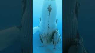 صوت حوت العنبر Sperm whale sound
