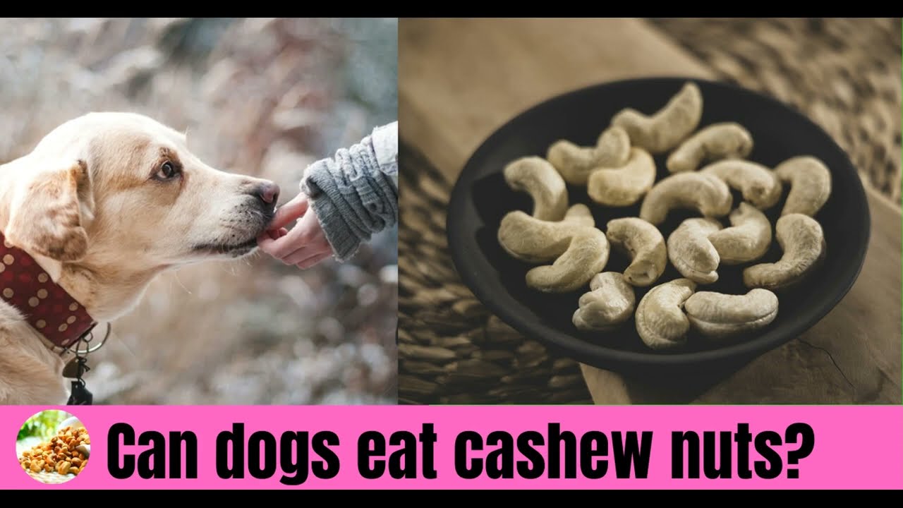 Can Dogs Eat Cashew Nuts?