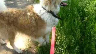 20100524 maci.avi