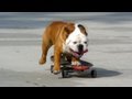Skateboarding Dog - HD Redux