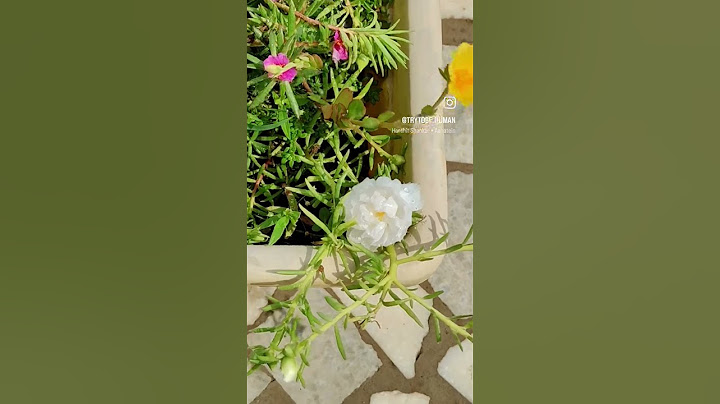 Beauty 🌺 💕💕#home #love #nature #like #beautiful #new #trending #youtube #song #music #video#life #mp