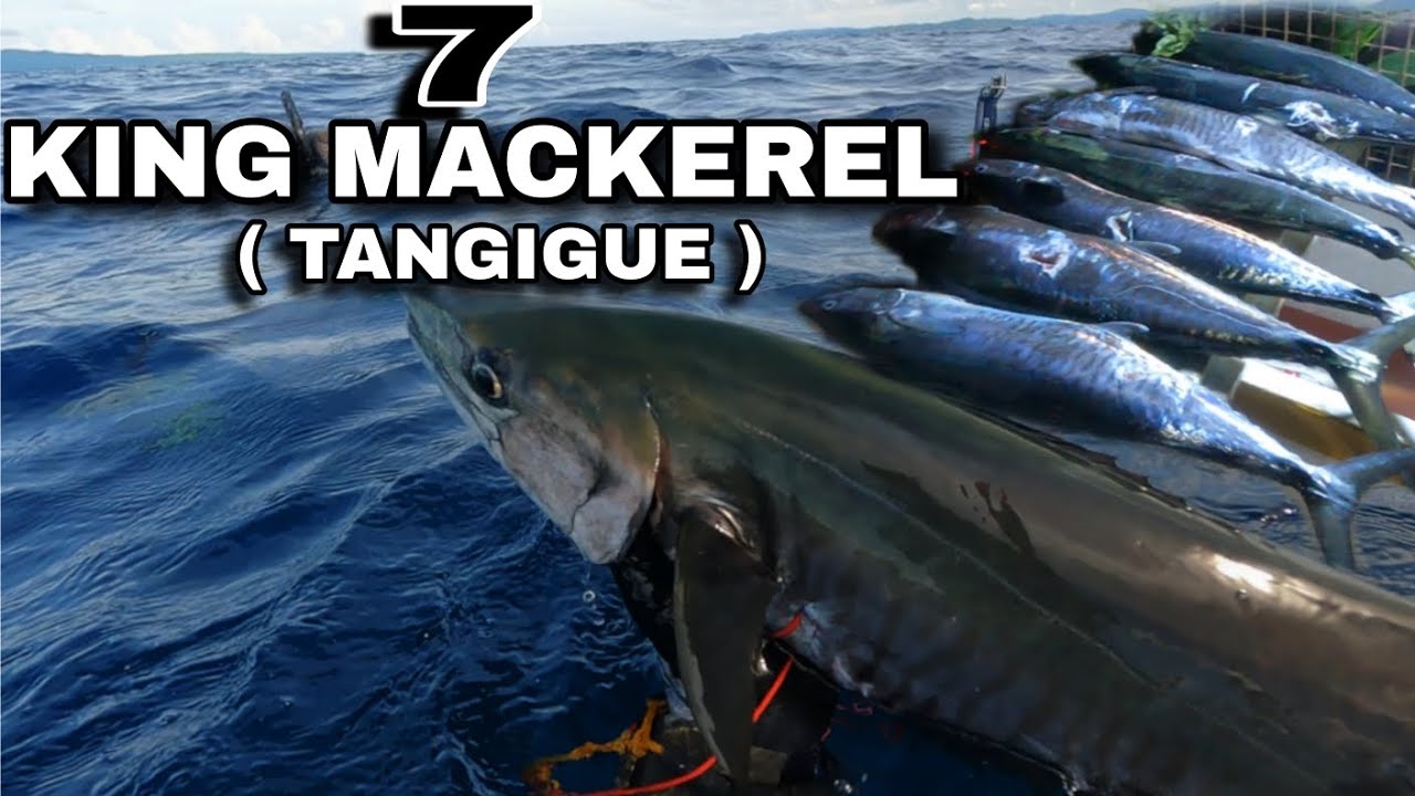 PITONG KING MACKEREL ( TANGIGUE )| HARVEST SI MASTER REX 🤙 ...
