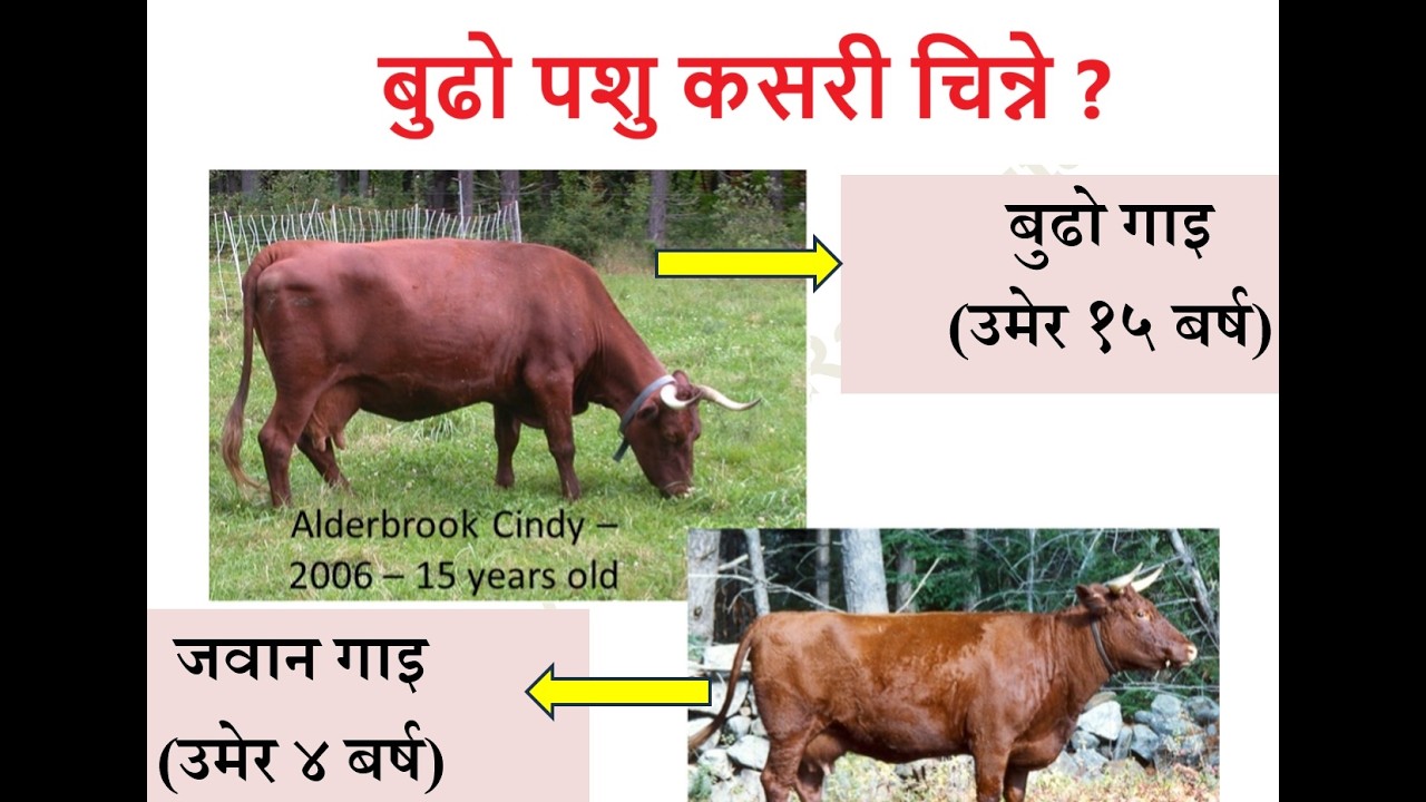 पशुको उमेर पत्ता लगाउने तरीका