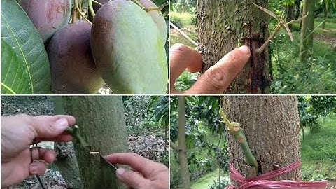 Cách ghép xoài dễ làm đâm chồi mập