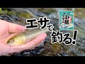 #【はじめてのさかな釣り】『小鮎のエサ釣り編』
