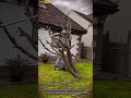 Tree Pruning Process Using Pole Saw For Clean And Safe Cuts