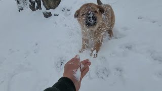 흰 눈 오는날 미미의 즐겁고 행복한 움직임!