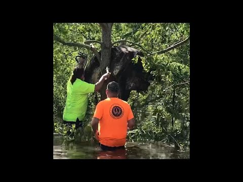 شاهد فيضانات لويزيانا تدفع بالأبقار فوق الأشجار