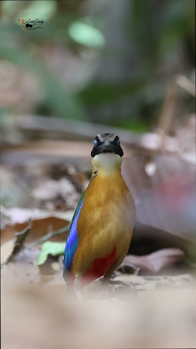 Blue-winged Pitta #birds #wildlife #shorts #cattien