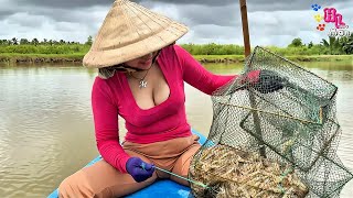 Fresh shrimp jumping in the trap, a sight to behold—today's harvest is huge!