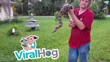Boa Constrictor in an Attic || ViralHog