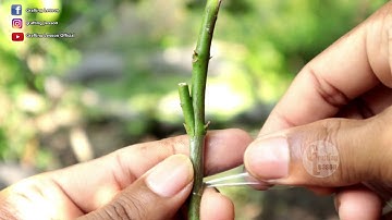 Veneer Side Grafting Technique on Lime Tree