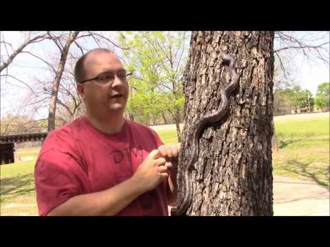 Texas ratsnake climbing a tree