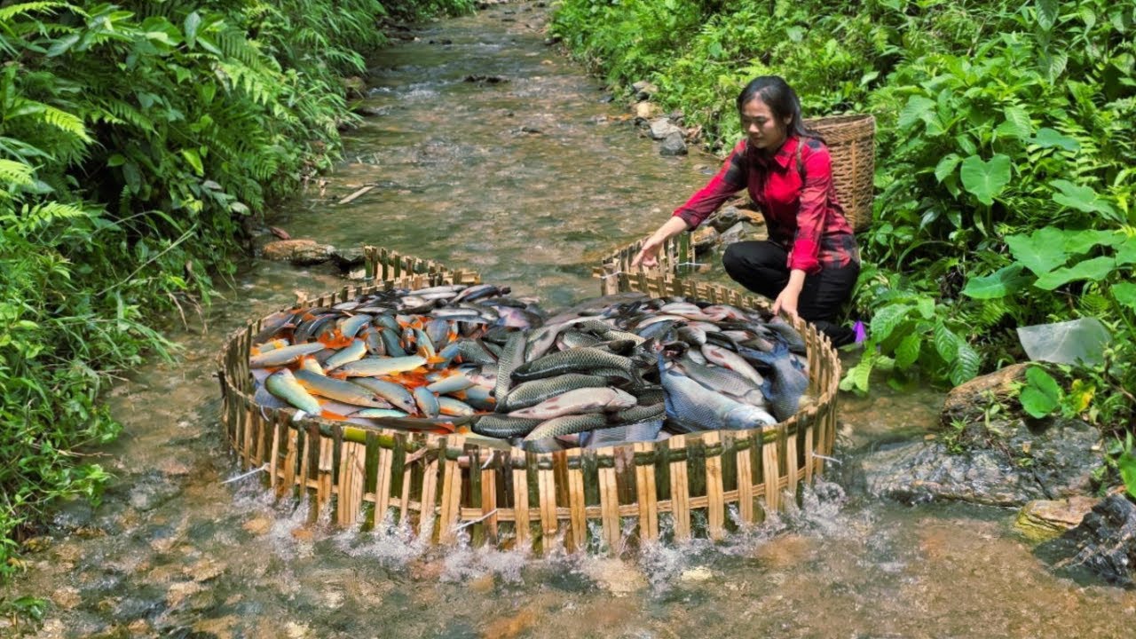 Diep's amazing journey, setting many bamboo traps in various streams, and catching a lot of fish.