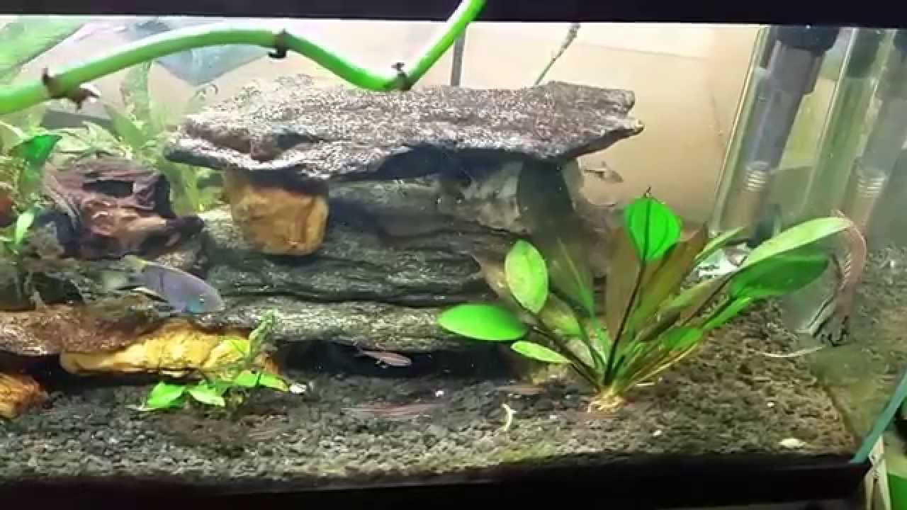 Detritus Worms in my OpenTop 20 Long. YouTube