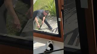 Cat Rolls On Floor, Gets Window Cleaner's Attention
