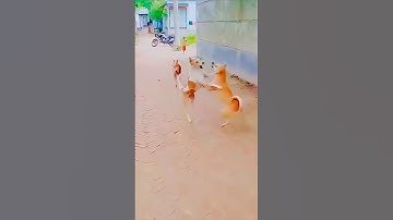 Arhan sabko kiski ldai me le gaya 😱😱#shorts