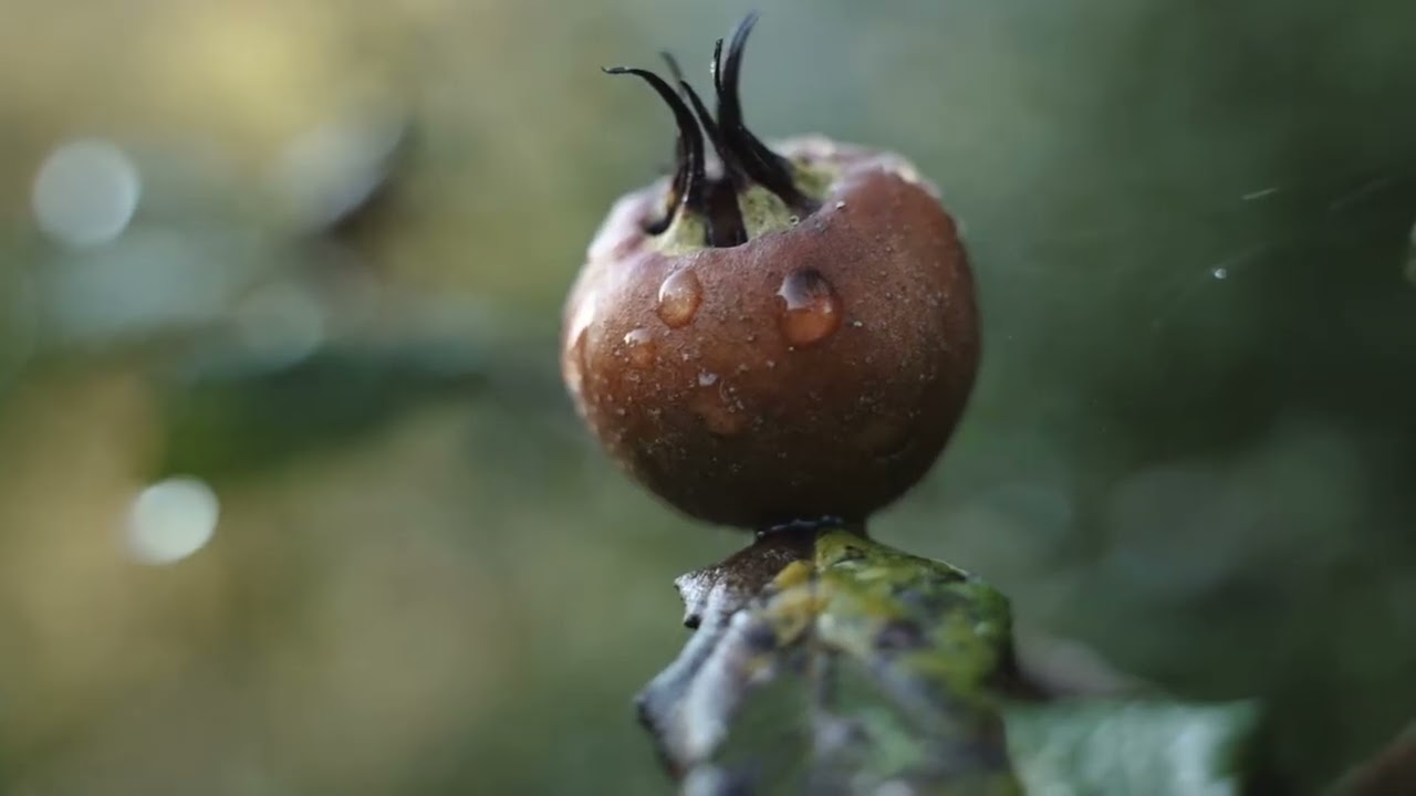 Lənkəran şəhəri haqqında maraqlı faktlar