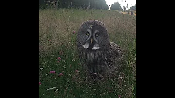 Бородатая неясыть