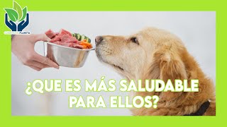 ¿Qué es lo mas saludable para un perro?