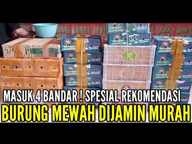 🔴 MASUK 4 BANDAR‼️ SPESIAL REKOMENDASI BURUNG MEWAH DIJAMIN MURAH STOCK RATUSAN EKOR 0838-7553-6945 class=