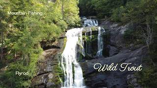 Can a Beginner Catch Wild Rainbow Trout on a Fly Rod?