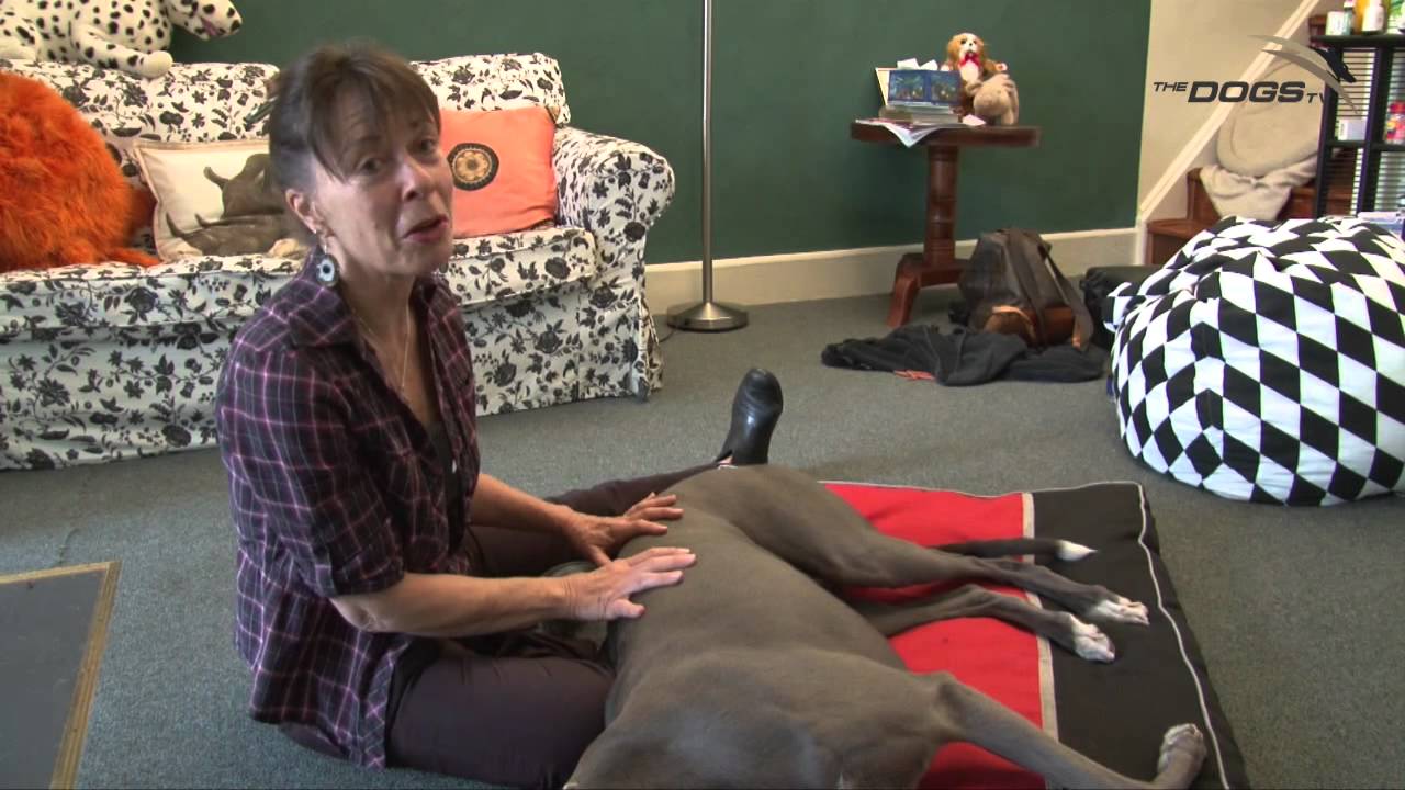 Greenhounds - Greyhound Massage Techniques
