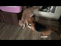 Кошачий поцелуй или битва домашних животных / beagle vs cats