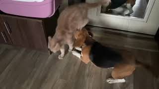 Кошачий поцелуй или битва домашних животных / beagle vs cats