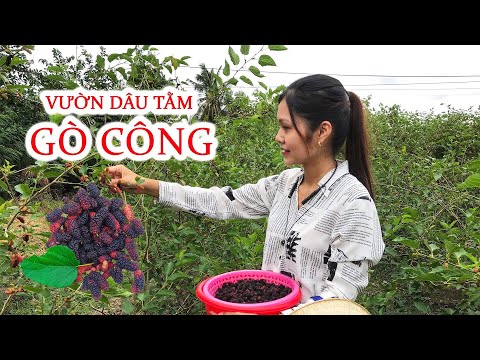 VƯỜN DÂU TẰM GÒ CÔNG SAY TRĨU QUẢ -Cách Làm Siro Dâu Tằm- Nguyễn Ngọc Kiều
