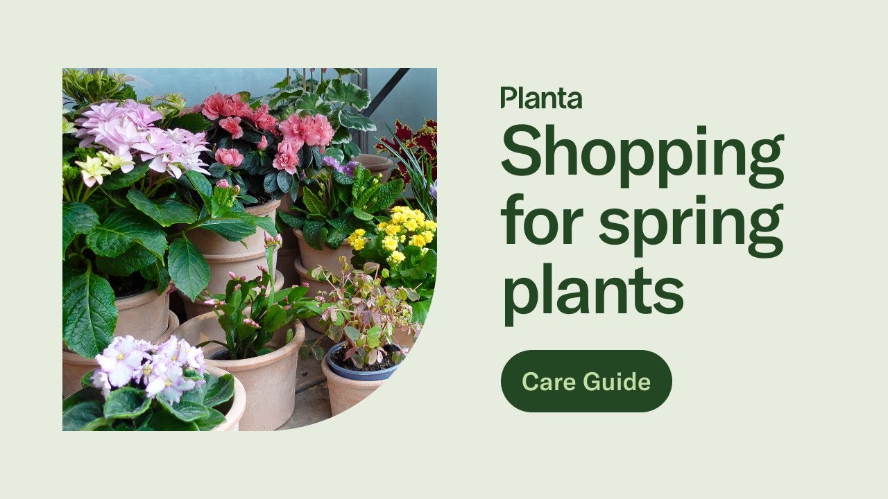 12 Springtime Plants