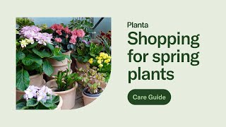 12 Springtime Plants screenshot 2