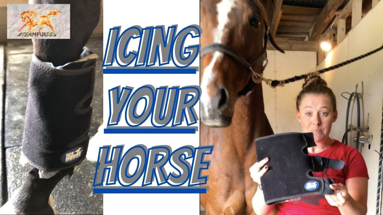 Ice Horse Tendon Leg Wraps Review PLUS Always Be Aware of THIS PROBLEM While You're Icing Your