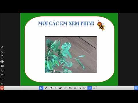 TNXH 2. Bài: Cây sống ở đâu?