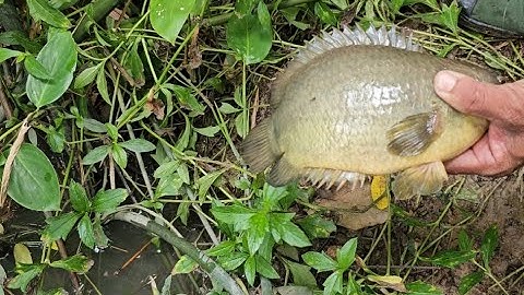 Tập 75 : Cá rô đồng mùa nước lū to nhất. cá đồng câu được