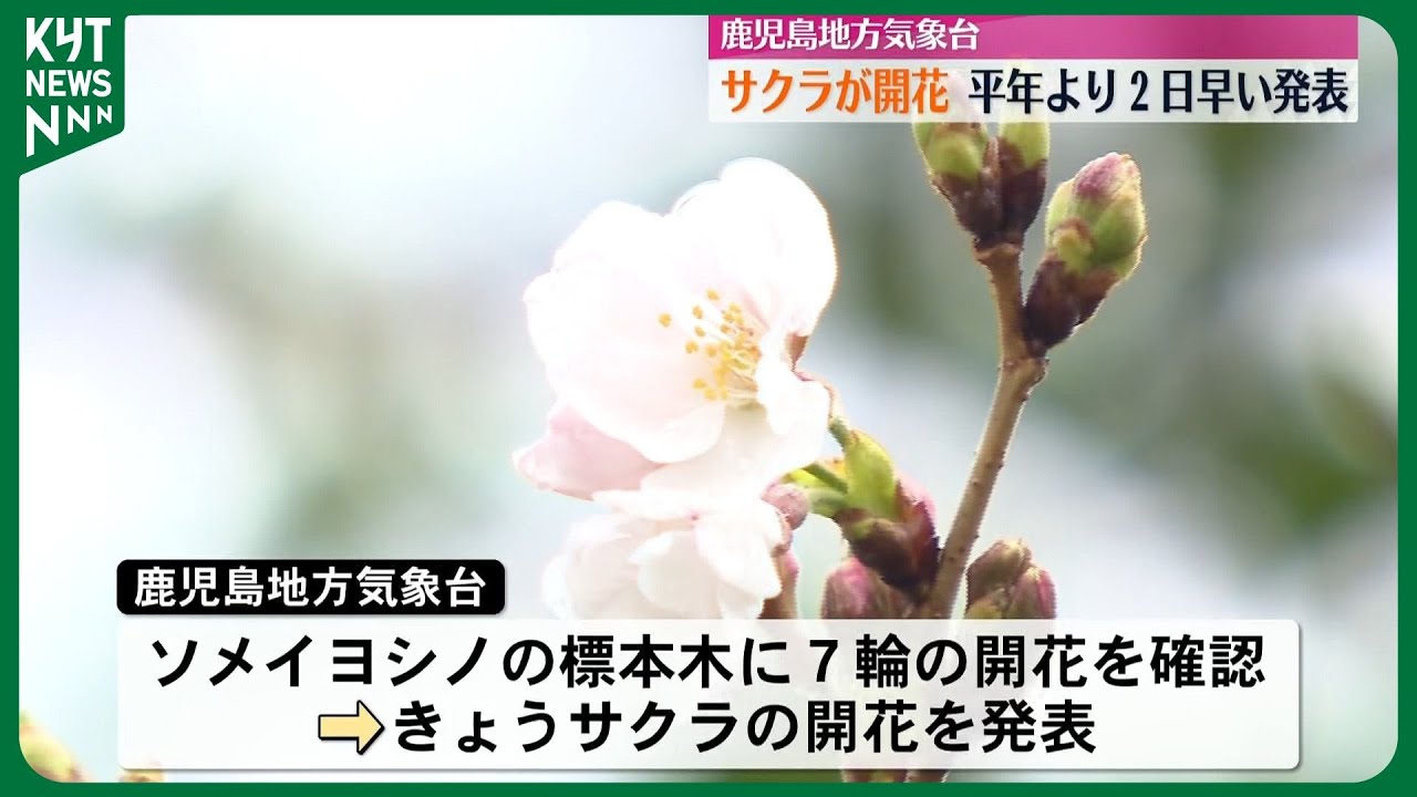 速報】鹿児島で桜が開花 平年より2日早い - YouTube
