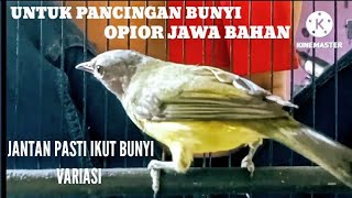 SUARA BURUNG ‼️ OPIOR JAWA GACOR DI PAGI HARI@KICAU_CHANEL24